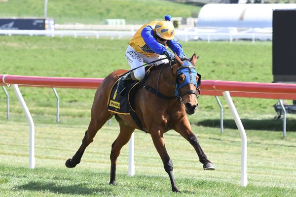 Rua Rocks breaks maidens at Taupo