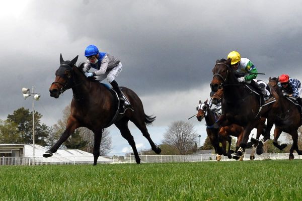 Sakura Blossom sets tongues wagging with sensational Hastings victory