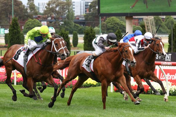 Kiwi import Queen of the Crockett