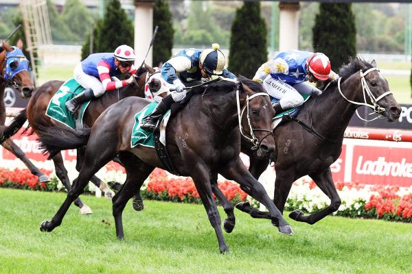 Guineas quandary with Forgot You