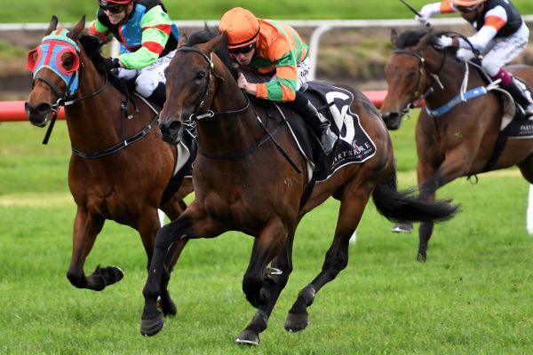 Frontman back on top at Tauranga