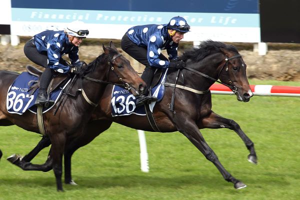 NZB Breeze Ups Scheduled to Take Place Next Week