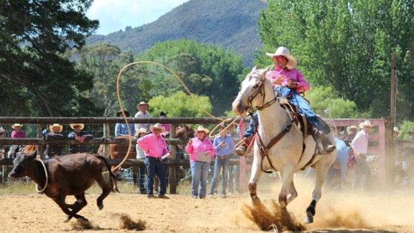 New Consignors Anticipate NZB Ready to Run Sale - Pertab Racing