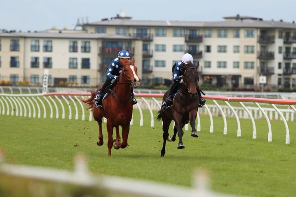 2021 Ready to Run Sale to be hosted digitally at Te Rapa