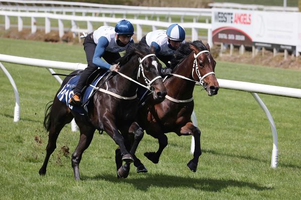 NZB breeze-up footage now online