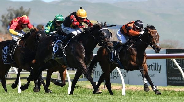 Mana Nui impressive in Hawke’s Bay Guineas