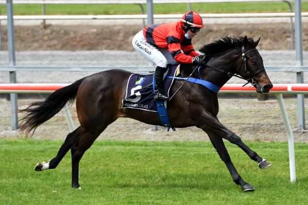 Widespread interest in effortless debut winner