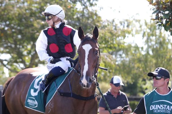 Foote’s Tauranga quartet rates highly