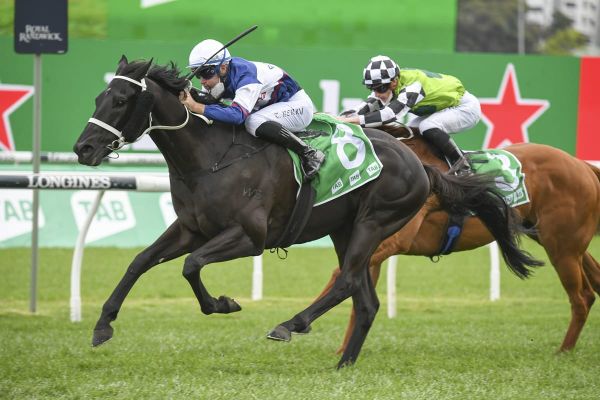 Randwick win for well-bred kiwi