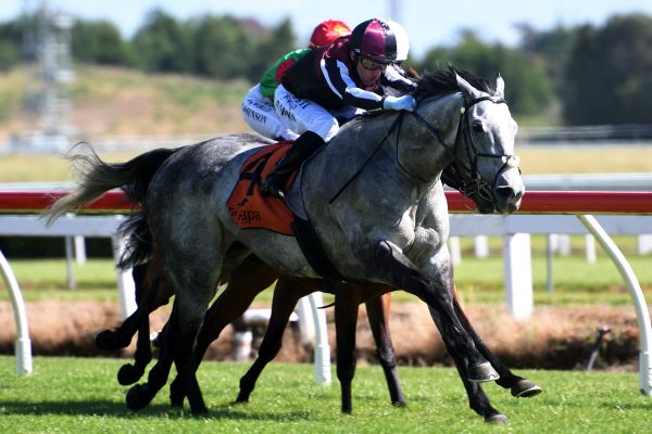 Greene provides quinella in Counties Cup