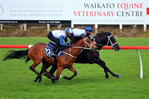 NZB Ready to Run Sale results finalised