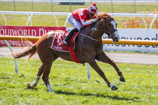 Pitman elects for home features with classy mare