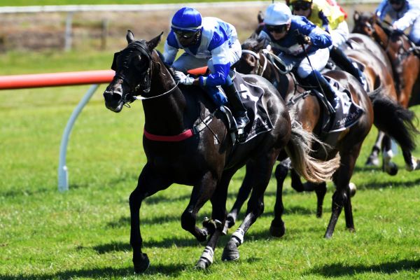 Rosberg gets chequered flag at Tauranga