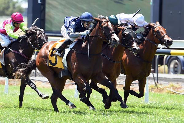 Captain Cook tilt in the offing for Vigor Winner