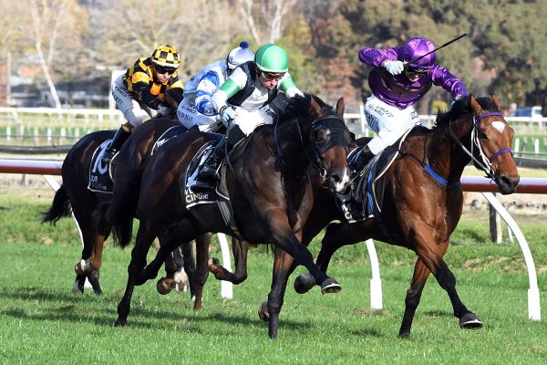 Savabeel gelding set for Australian debut