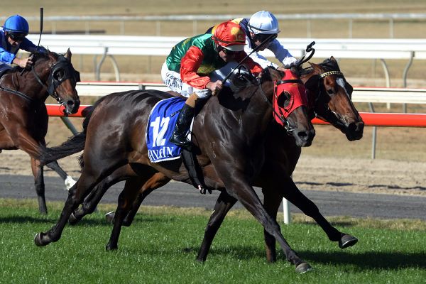 Ballarat Cup tilt for Zayydani