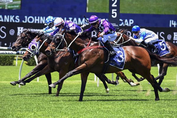 Toomuchtobear surprises with first-up win