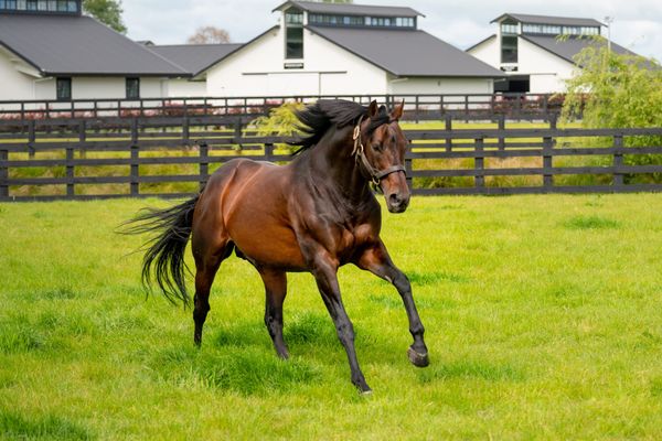 Almanzor youngsters star at trials