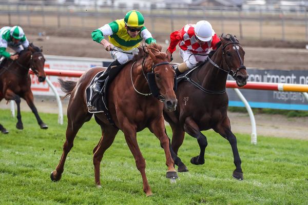 Stable set for Te Rapa stakes charge