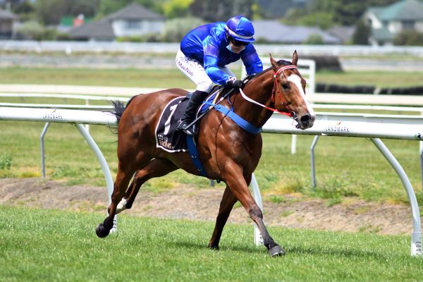 Another bold showing on cards at Awapuni