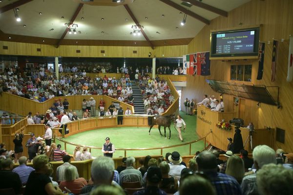 NZB 2022 Yearling Sale catalogues online