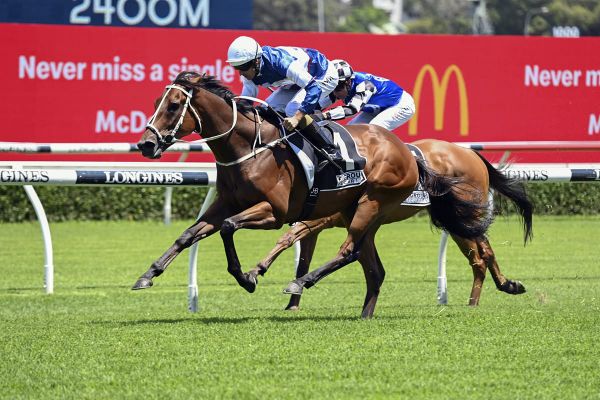 Mature Mightybeel lands Christmas Cup