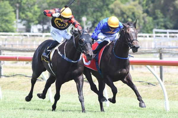 McKay’s duo in fine fettle for Matamata assignments