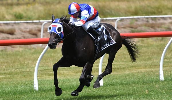 Tauranga opener all about Self Obsession