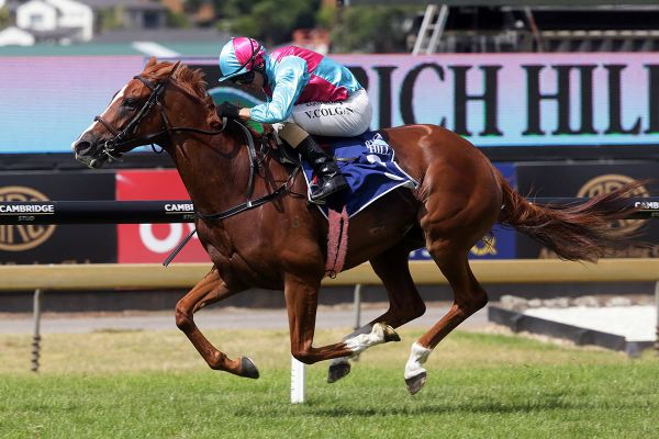 Showoroses blossoming ahead of Te Rapa test