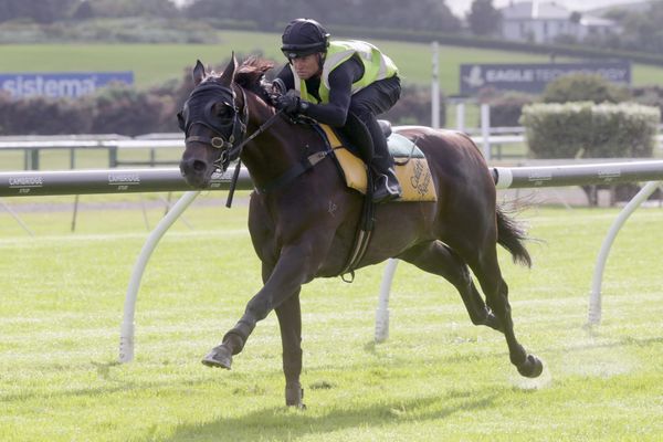 Boxing Day test for Super Pursuit