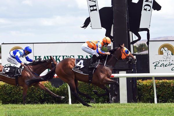 Derby aspirations for Amalfi Prince