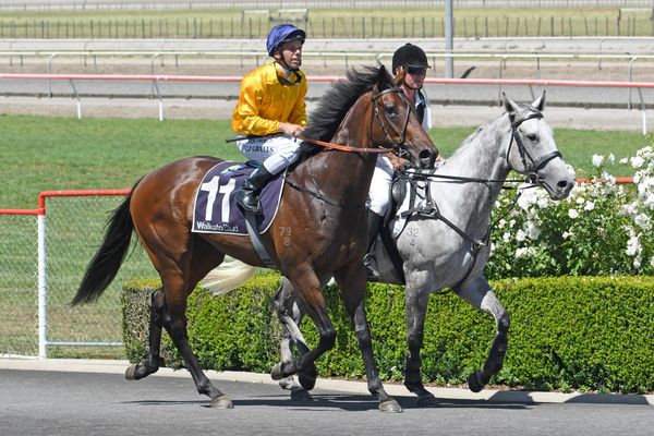 Matamata glory for local filly