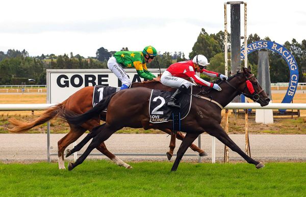 Triumph to tragedy in Gore Guineas