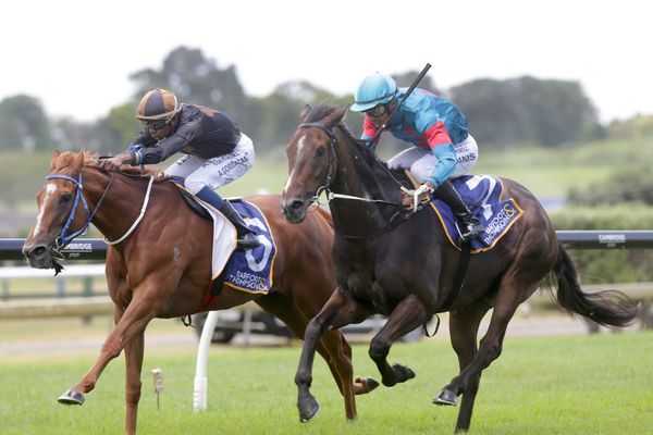 Karaka Cup immediate focus for Notabadharada