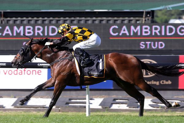 Sword Of State back with a vengeance at Ellerslie