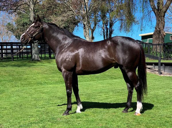 First Season Sires in the Spotlight at Karaka 2022
