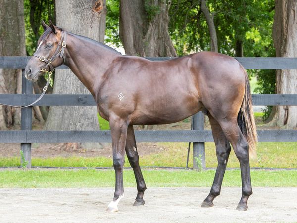 Wigley excited by 2022 Karaka yearling sale draft