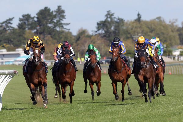 Oaks Prelude transferred to Pukekohe