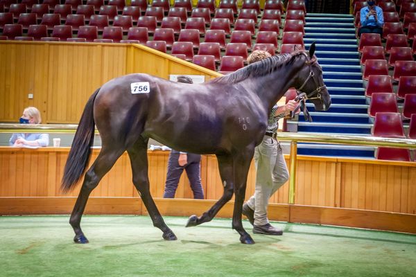 Domestic Stallions to the Fore on Day One of Book 2