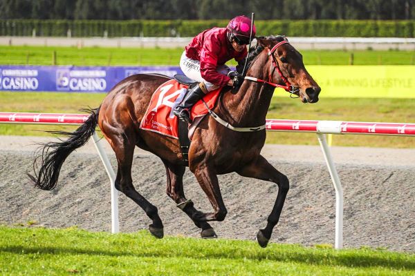 Irish Girl primed for Riccarton feature