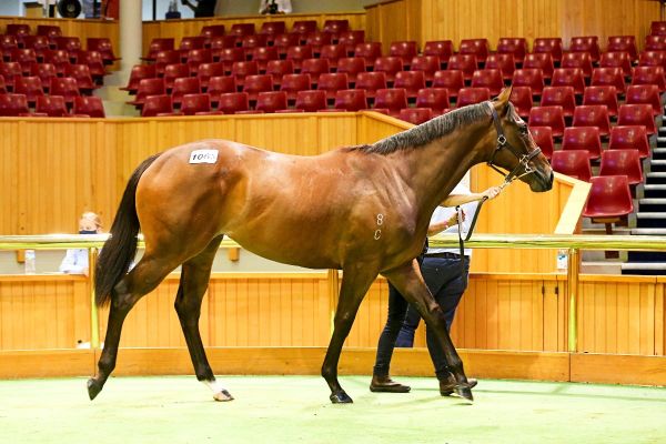 Fairytale result for novice breeders