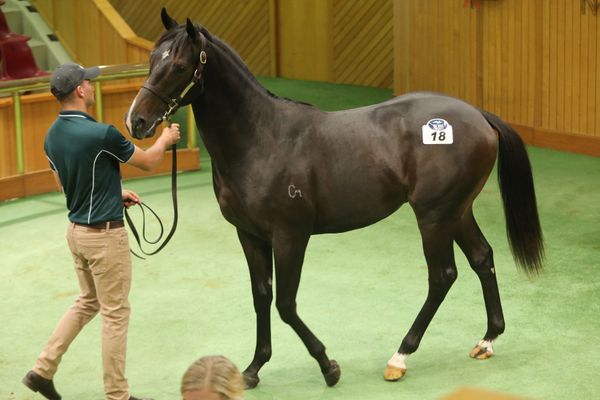 Australian interest high early on Day One at Karaka