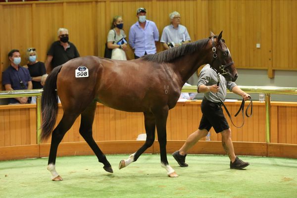 Arrowfield takes share in $900,000 Kingsclere colt