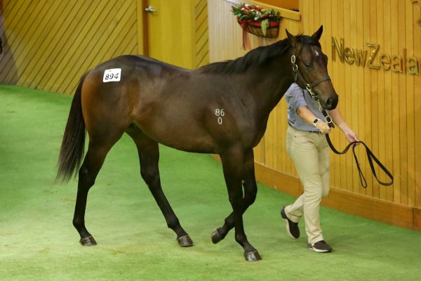 Stylish Proisir colt all the rage on day five at Karaka