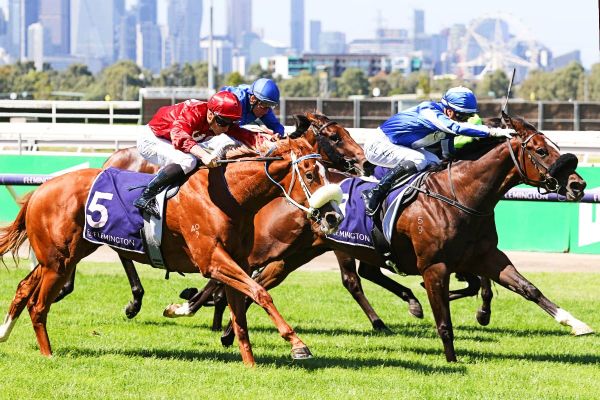Ruthless Dame on Group One path