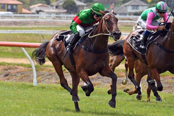 Impressive son of Almanzor not for sale