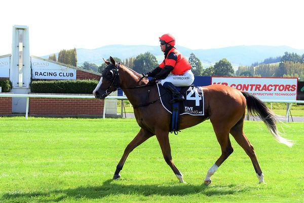 War Decree off the mark with smart Wingatui winner