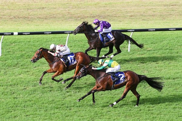 Auckland Cup placegetters bow out