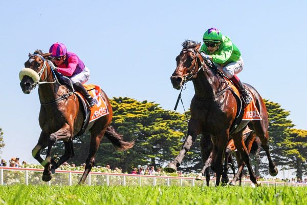 Bright future for Almanzor colt