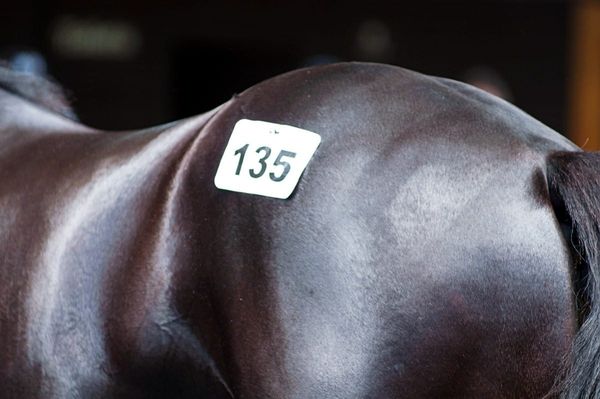 Entries Open for 2022 National Online Yearling Sale ￼